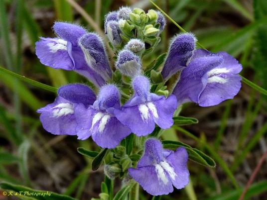 {Scutellaria integrifolia}